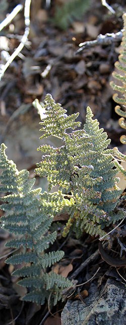 Fern plants