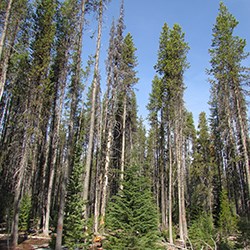 Lodgepole pine tree forest