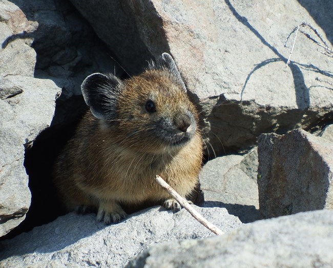 Pika sitting on a boulder