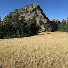 A meadow of golden-color grasses