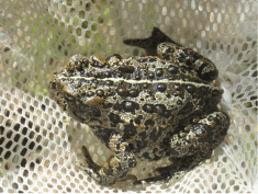 Western Toad