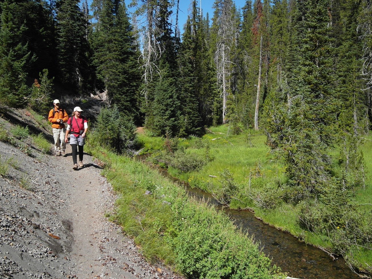 Two hikers on a dirt trail that parallels a stream edged by wildflowers and a frorest