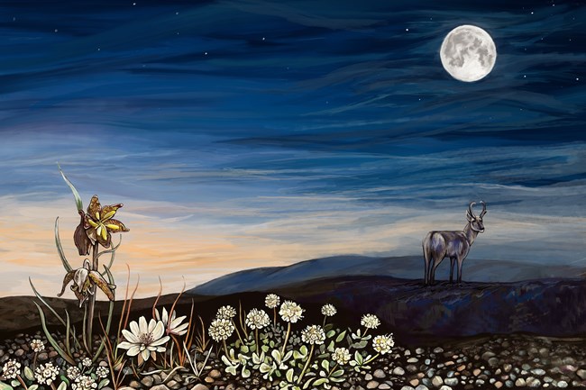 Painting of a twilight landscape with a full moon illuminating various wildflowers growing up through rocks and cinders with a pronghorn standing in the distance.