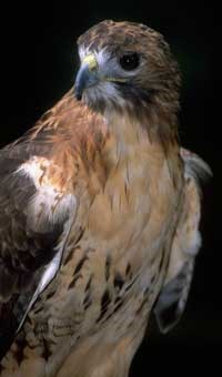 Red-tailed hawk