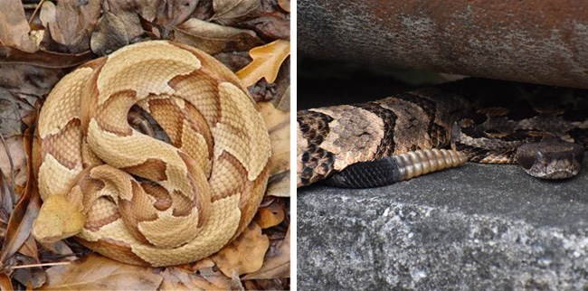 Snake-Copperhead-Rattlesnake
