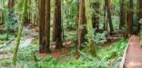 Visitors appear very small amongst the redwood trees.