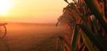 Cannon and Cornfield at Dawn