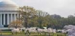 jefferson memorial on left with tree in right