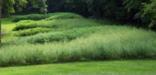 A quiet summer walk through the Marching Bear Group of effigy mounds