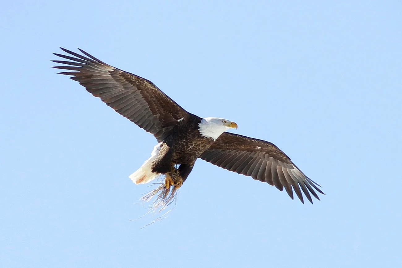 Flying Bald Eagle A brown-and-white eagle flying with wings spread wide and grass in its talons.