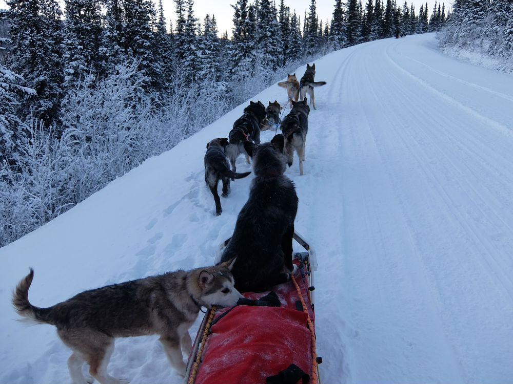 A black puppy sitting on a dogsled