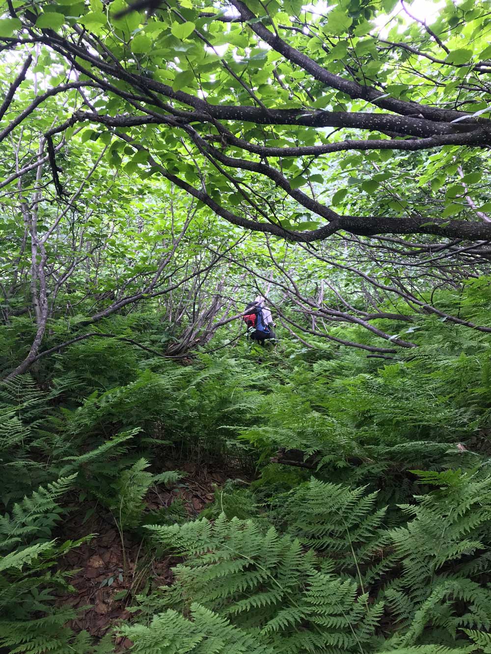 man hiking through thick brush