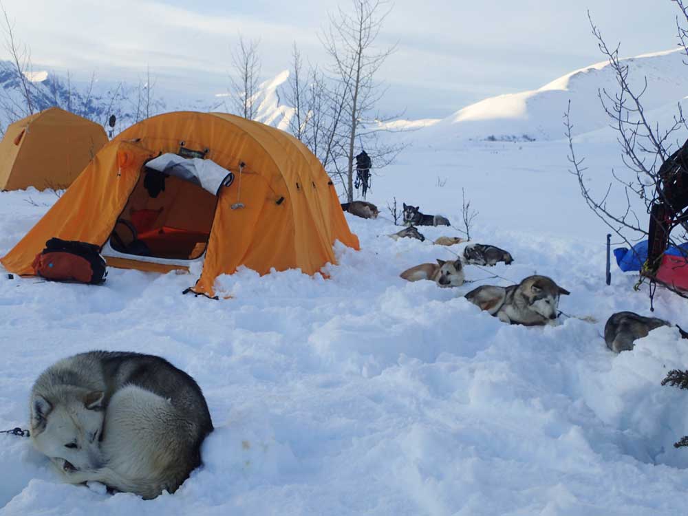 sled dogs in snow