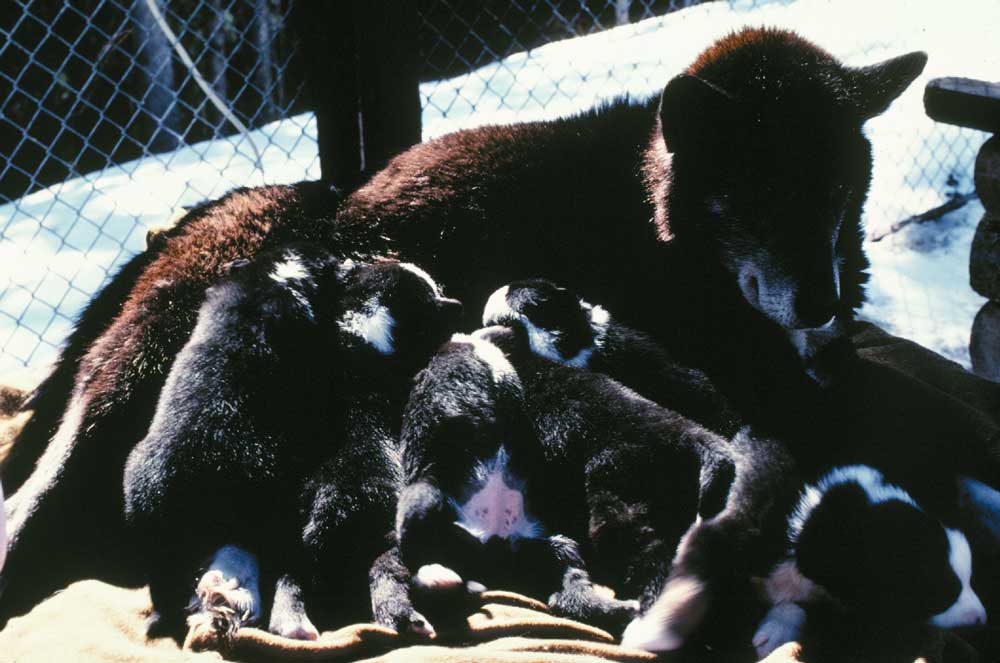 black husky with nearly ten pups