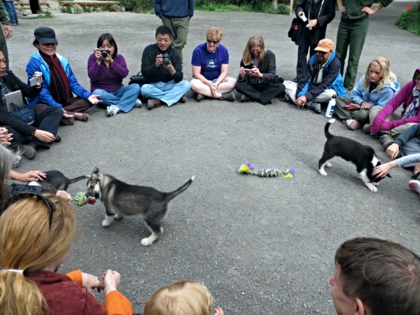 Three puppies play with visitors