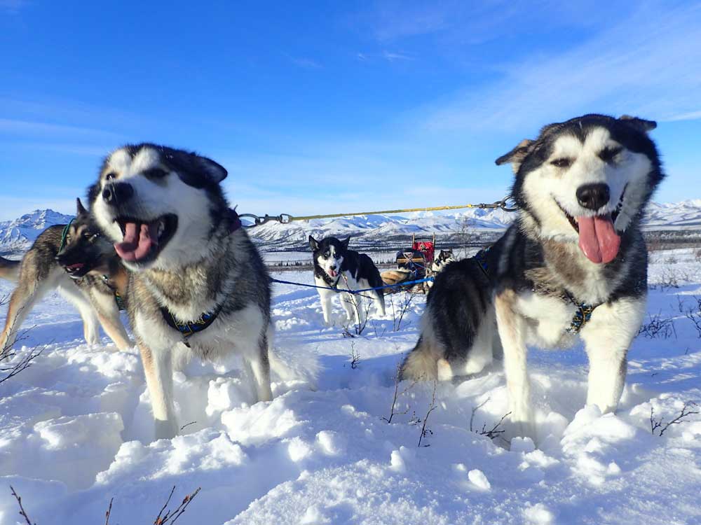 two huskies