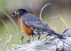 Gray and red bird with bug in beak stands on log