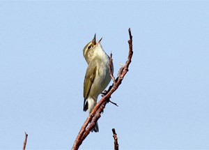 Brown and white bird sings as it sits on a branch