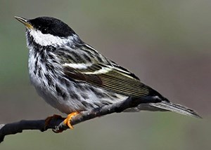 A black and white bird sits on a tree branch