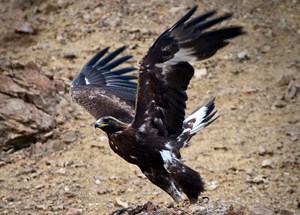 Large bird flaps wings above ground