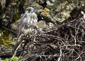 Young bird sits on edge of nest