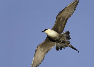 Black and white bird flies across sky