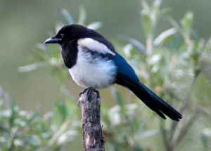 Black and white bird sits on stick