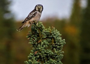 Large brown bird sits on tree top