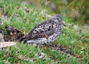 Spotted brown and white bird stands in grass