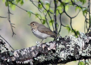 Brown and white bird sits on tree branch