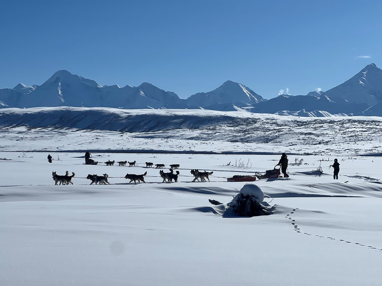 Two silhouetted dog teams pull two people on skis