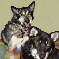 a gray dog and a black dog sitting on a dog bed