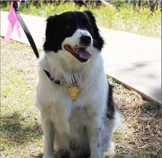 sitting dog with bark ranger tag