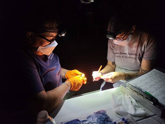 Two researchers record data at night using headlamps.