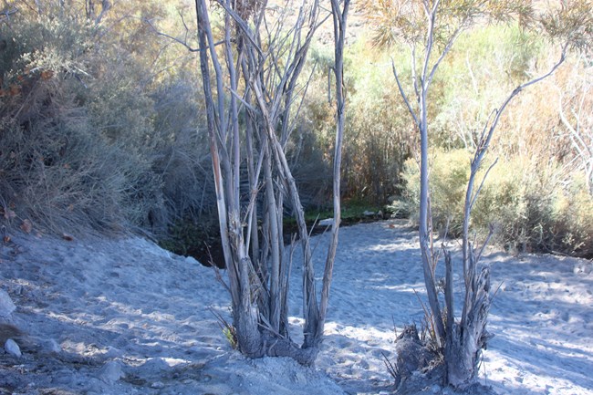 Stems void of vegetation are in the foreground.