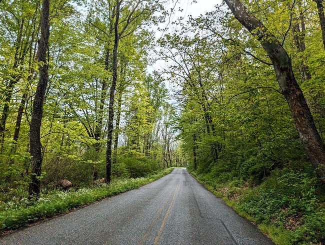River Road surrounded by green foliage.