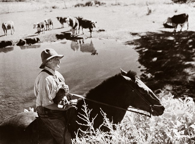 A woman rides a horse with cattle in the background in a black and white photograph