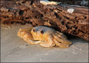 Ghost crab