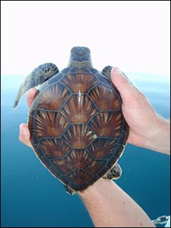 Olivia, a juvenile green turtle