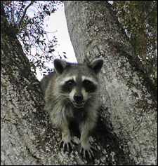 Raccoon