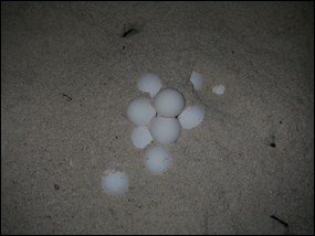 Sea turtle eggs