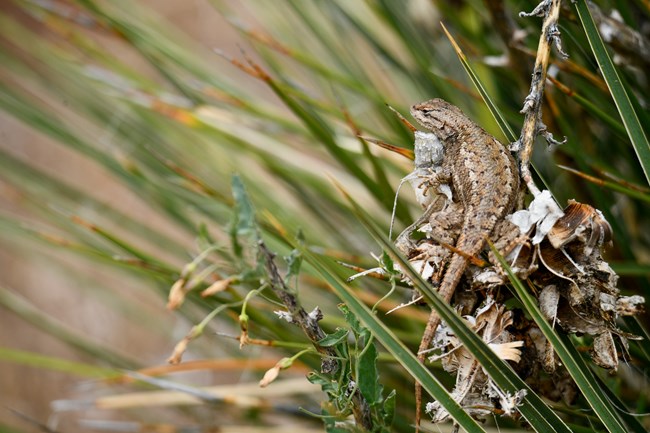 A lizard sitting in the leaves of a yucca