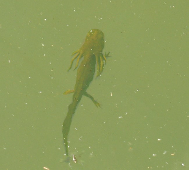 A juvenile tiger salamander swimming underwater. The salamander has frilly gills on the side of it's head.