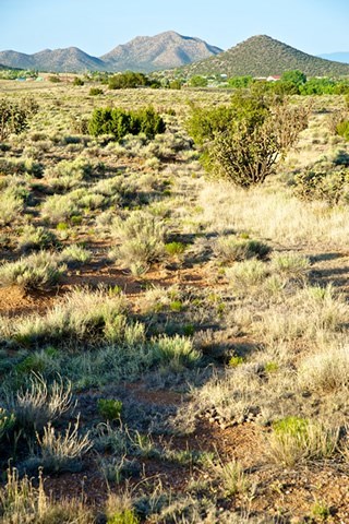 a trail of grass and wagon ruts with hills in the background