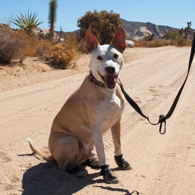 Un perro blanco con correa en un camino de tierra.