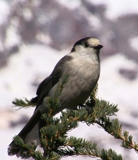 Un pájaro gris y blanco posado sobre una rama de abeto.