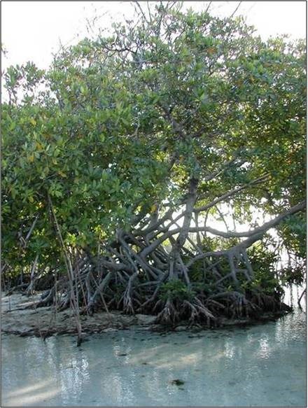 shell mound