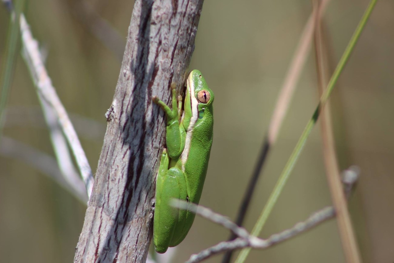 A bright green tree frog clings vertically to the side of a grayish-brown tree trunk, blending into its natural surroundings in a grassy wetland habitat.