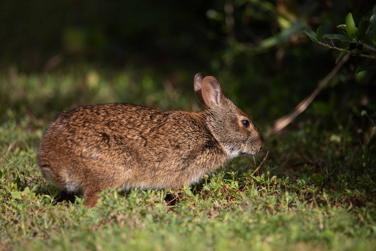 Marsh Rabbit