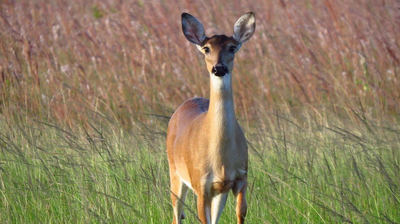 White-tailed deer